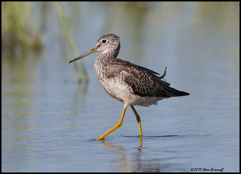 _0SB7301 greater yellowlegs.jpg